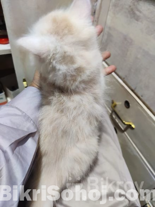 Pershian Cat fawn colour